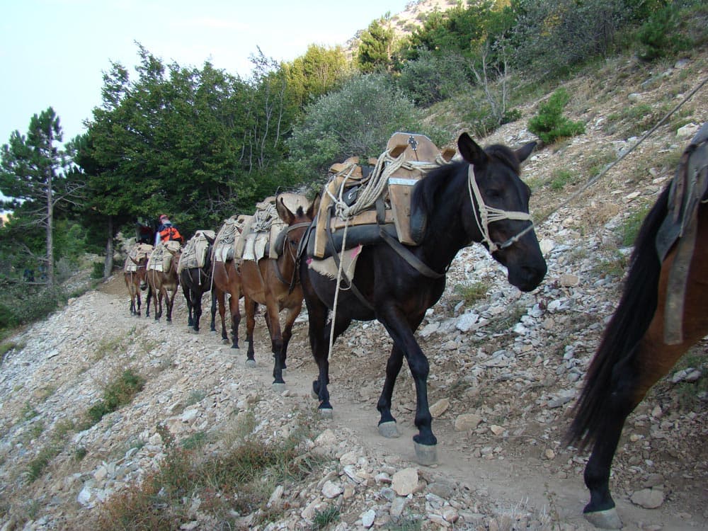 Mularii, animale ce se folosesc în tot cuprinsul Sfântului Munte Athos pentru cararea sarcinilor grele