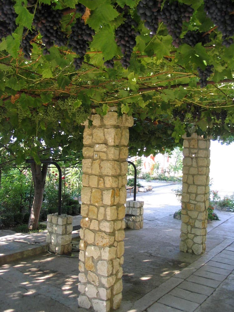 Bolta de Viţă cu struguri copţi