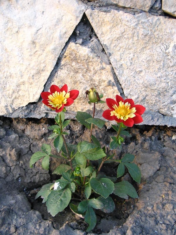 Creasta cocoșului, busuioc și o albină