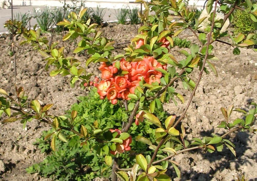Passi Flora (Floarea pasiunii) - albastră