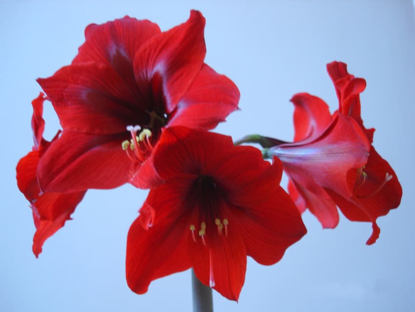 Passi Flora (Floarea pasiunii) - albă