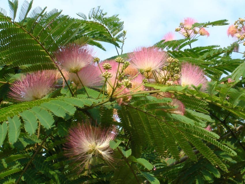 Trompeta îngerilor - albă