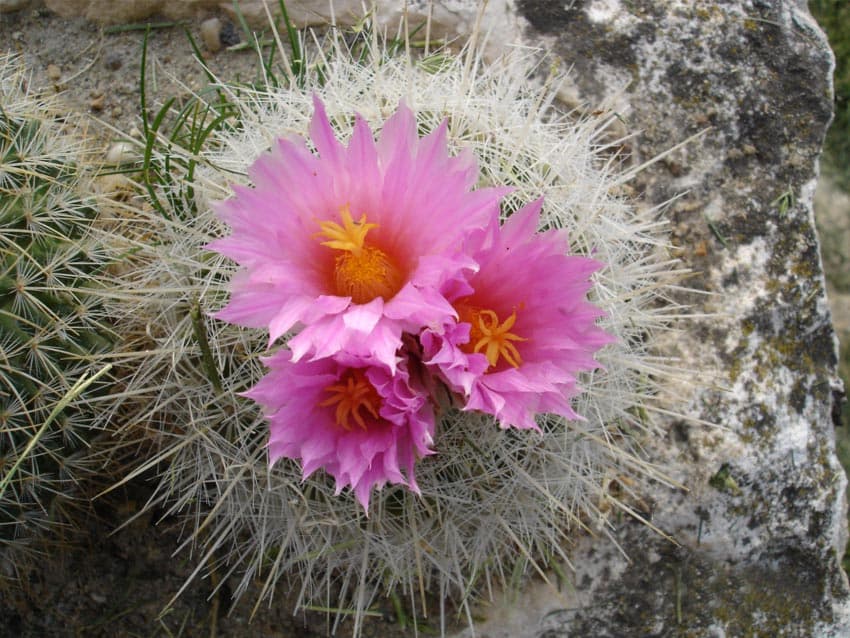 Trompeta îngerilor - galbenă