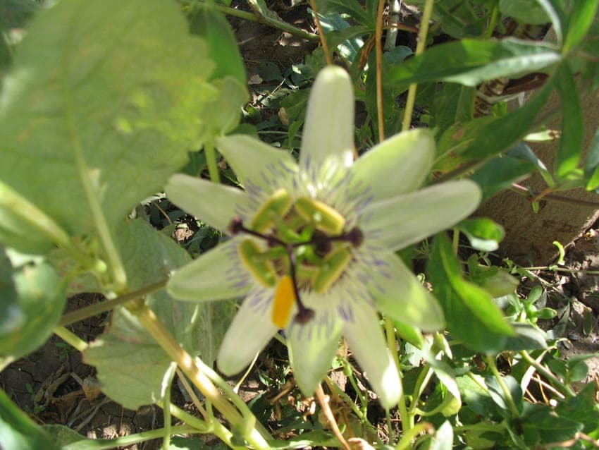 Mânuța Maicii Domnului