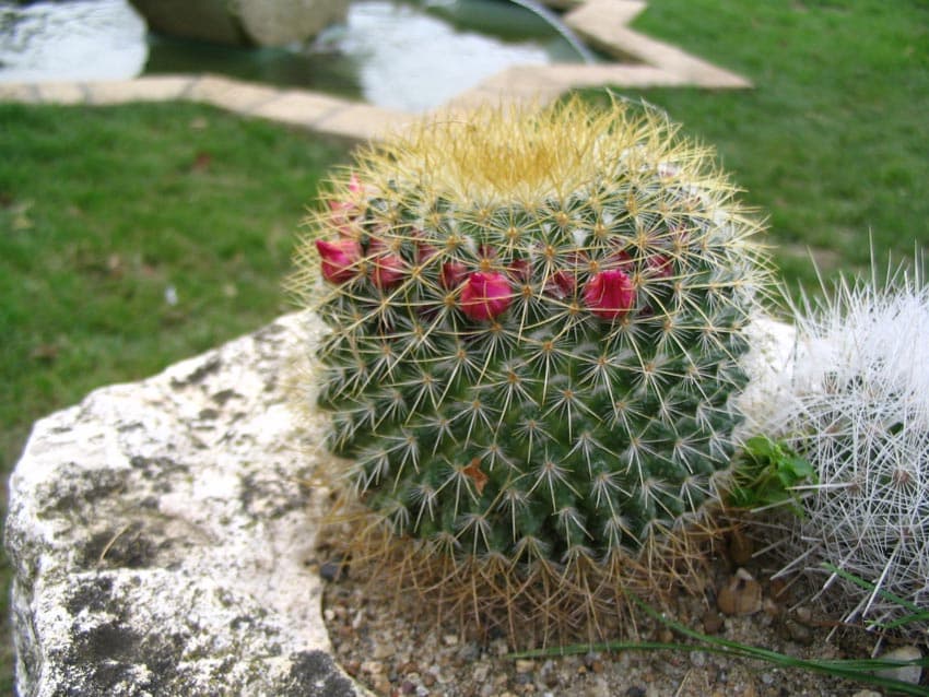 Arbust japonez - merișor