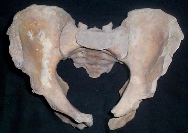 Scheletul 1. Bazin vedere de sus